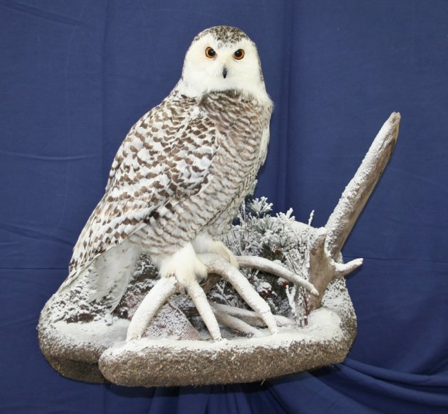 snowy owl taxidermy